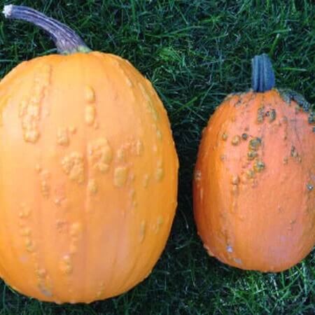 Pumpkin Seeds – Orange Knucklehead 