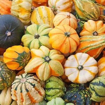 Pumpkin Seeds – Ornamental Mix