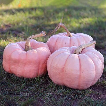Pumpkin Seeds – Pink