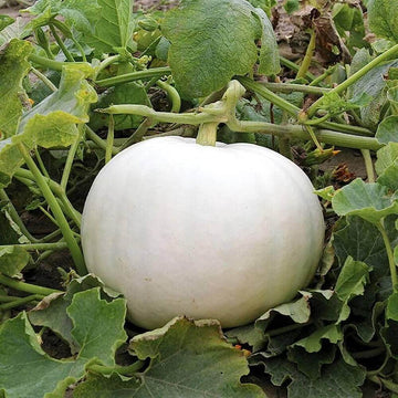 Pumpkin Seeds – White