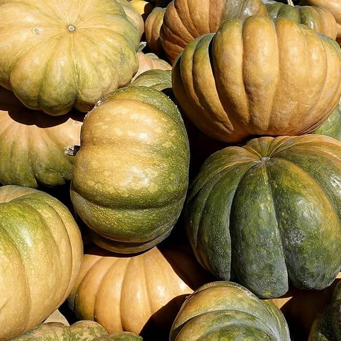 Pumpkin Seeds – Zucchini Aspn-RAN