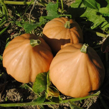 Pumpkin Seeds – Seminole 