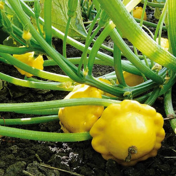 Pumpkin Seeds – Sunseanse F1