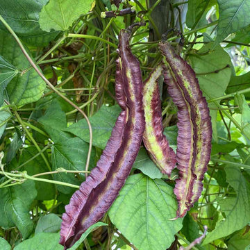 Purple Winged Bean Seeds - Vegetable Plant