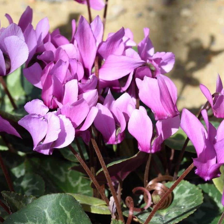 Purple Cyclamen Seeds - Flower Plant