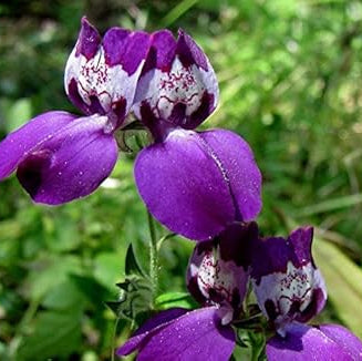Purple Heterophylla Seeds –  Wildflower
