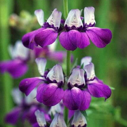 Purple Heterophylla Seeds –  Wildflower