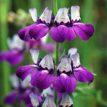Purple Heterophylla Seeds –  Wildflower