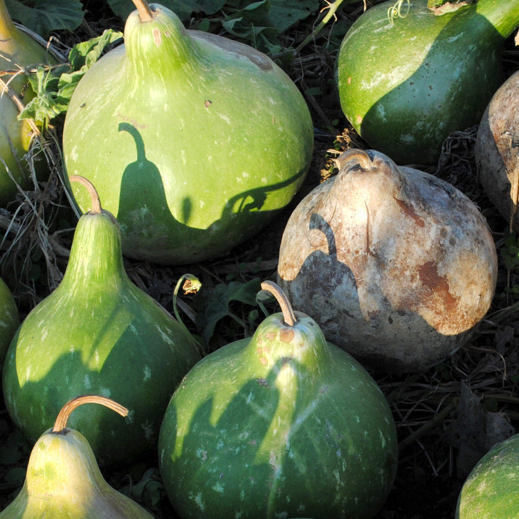 Purple Martin Bird House Gourd Seeds - Vegetable Plant