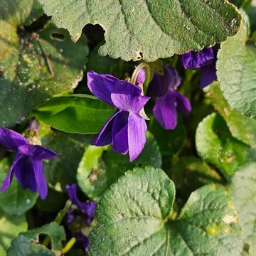 Purple Sweet Violet Seeds