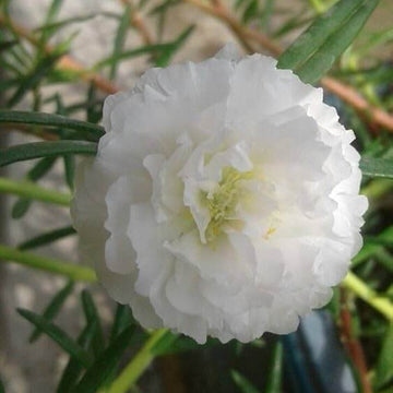Purslane Flower Seeds - Flower Plant