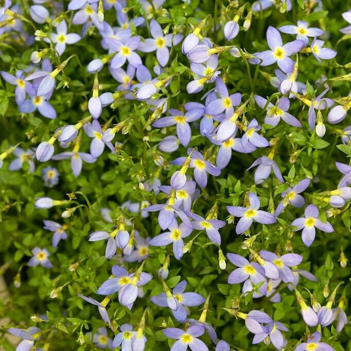 Quaker Ladies Seeds