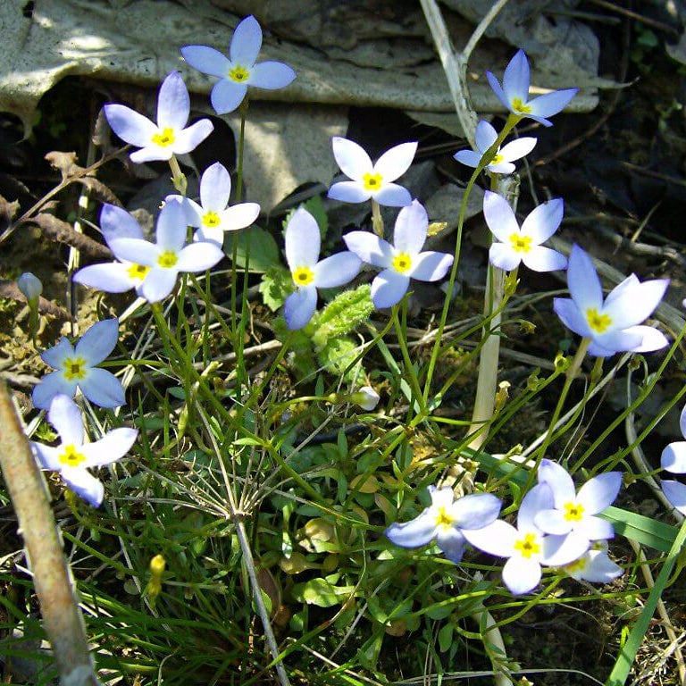 Quaker Ladies Seeds