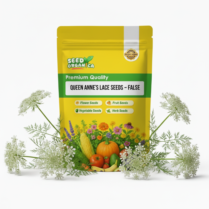 Queen Anne's Lace  Seeds – False