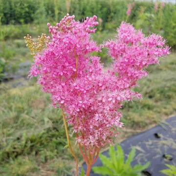 Wildflower Queen of the Prairie Seeds – Flower Plant