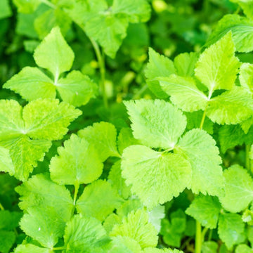Japanese Parsley Seeds – Herbal Plant
