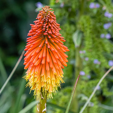 Torch Lily Red Hot Poker Seeds – Flower Plant