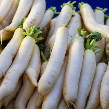 Daikon Radish Seeds - VegetablePlant