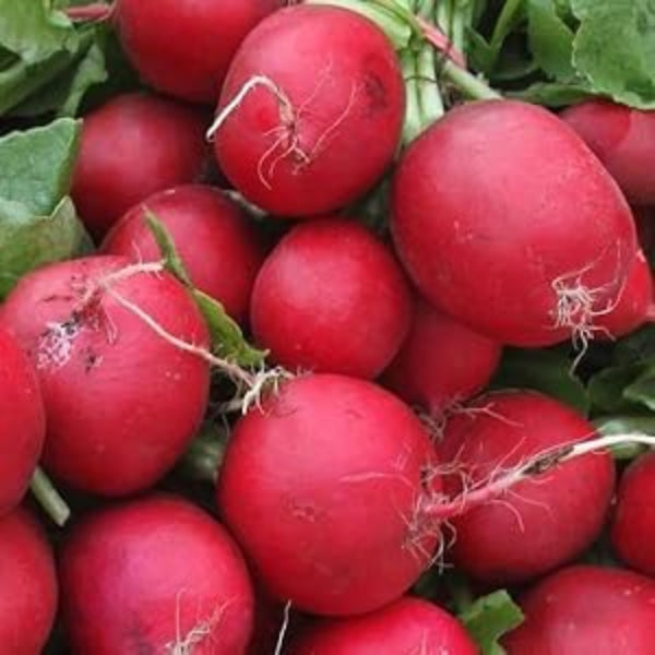 Radish Seeds – Celesta