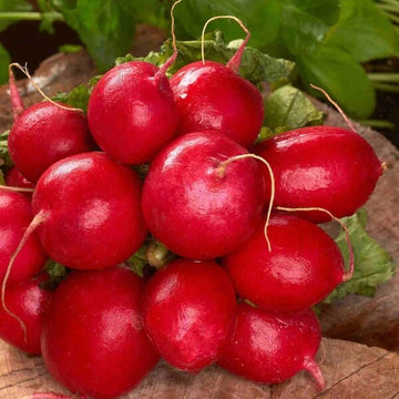 Radish Cherry Seeds -  Confetti Mix