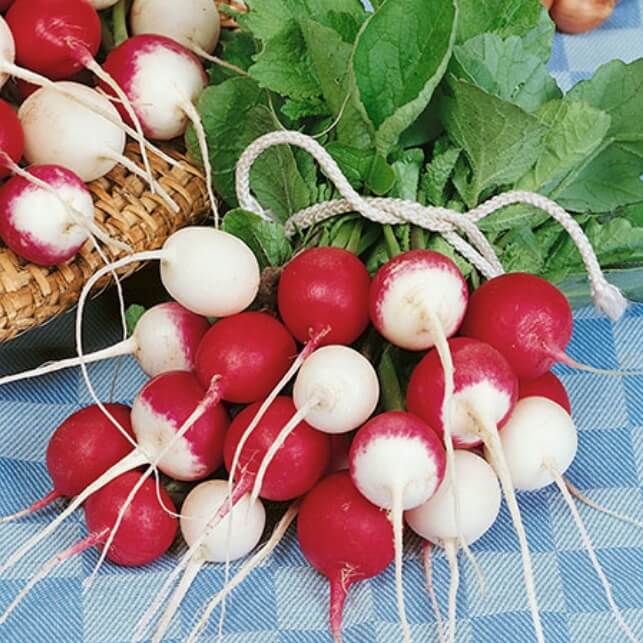 Radish Cherry Seeds -  Confetti Mix
