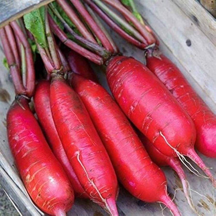 Radish Seeds – China Rose Winter