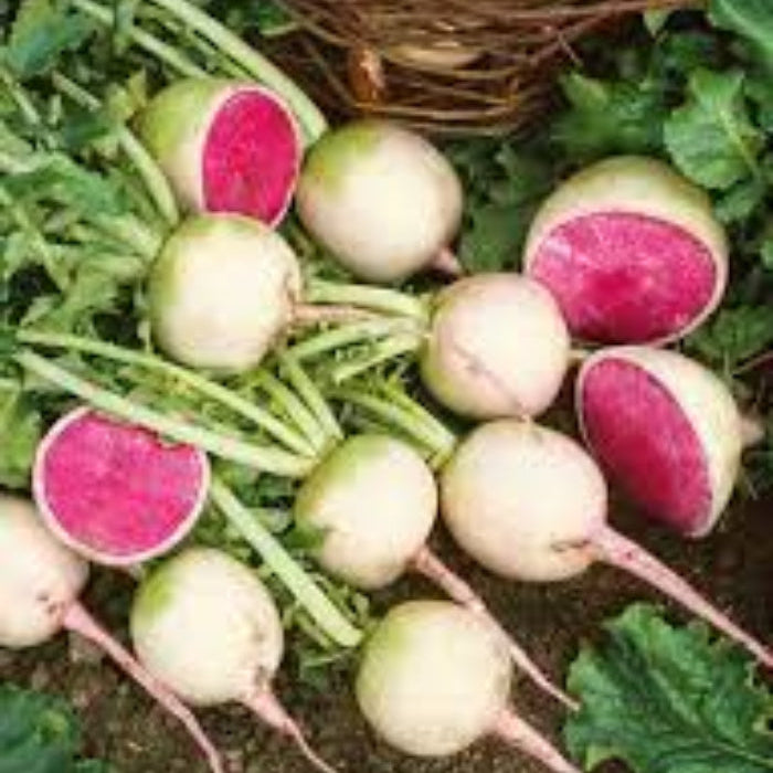 Radish Seeds – Crisp Red Watermelon