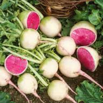 Radish Seeds – Crisp Red Watermelon