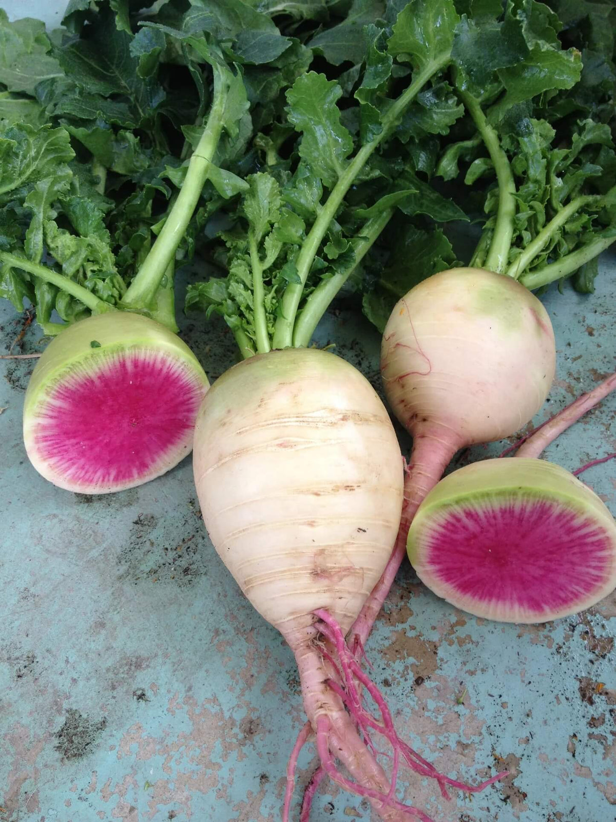 Radish Seeds – Crisp Red Watermelon