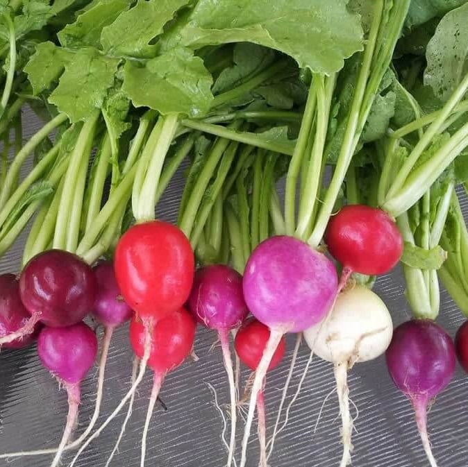 Radish Seeds – Easter Egg Mix