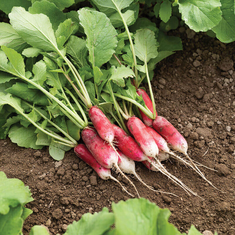 Radish Seeds – French Breakfast