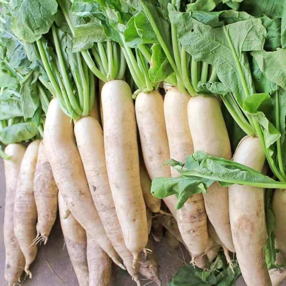 Radish Seeds – Japanese Minowase