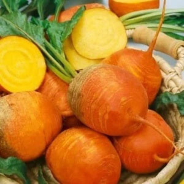 Radish Seeds – Orange 