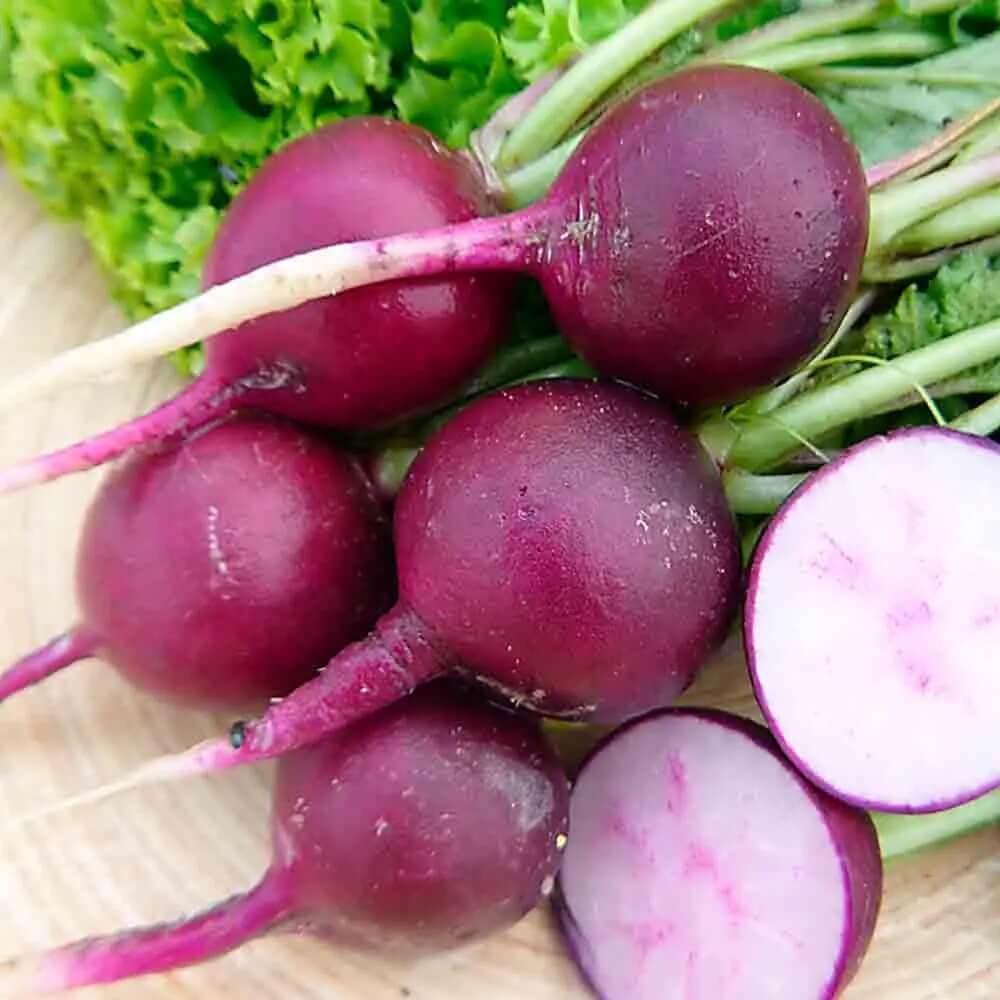 Radish Seeds – Purple Giant