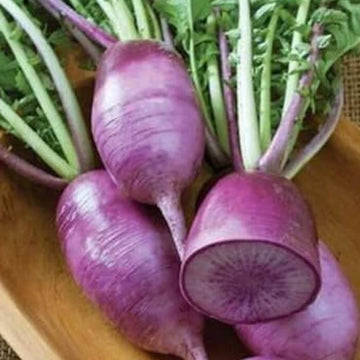 Radish Seeds - Purple