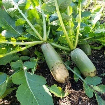 Radish Seeds - Shawo