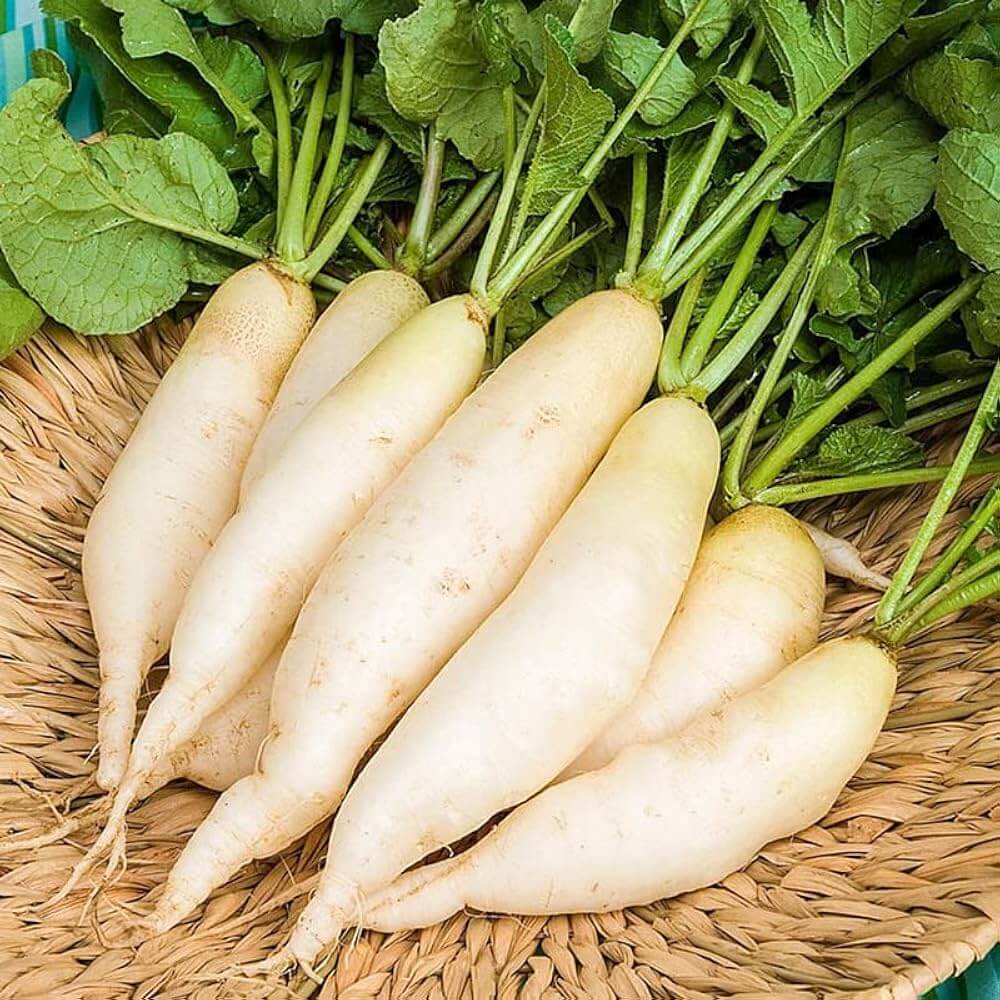 Radish Seeds - Smooth White Daikon