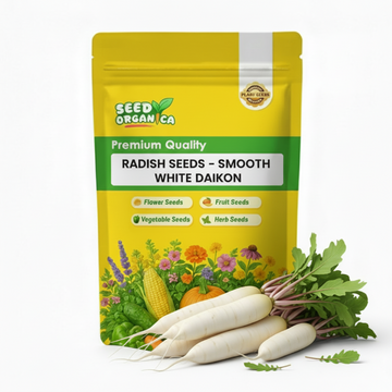 Radish Seeds - Smooth White Daikon