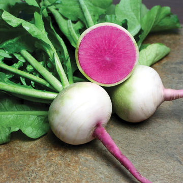 Radish Seeds - Starburst