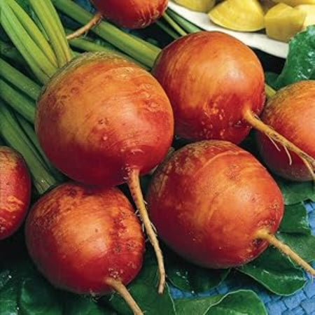 Radish Seeds – Dark Orange