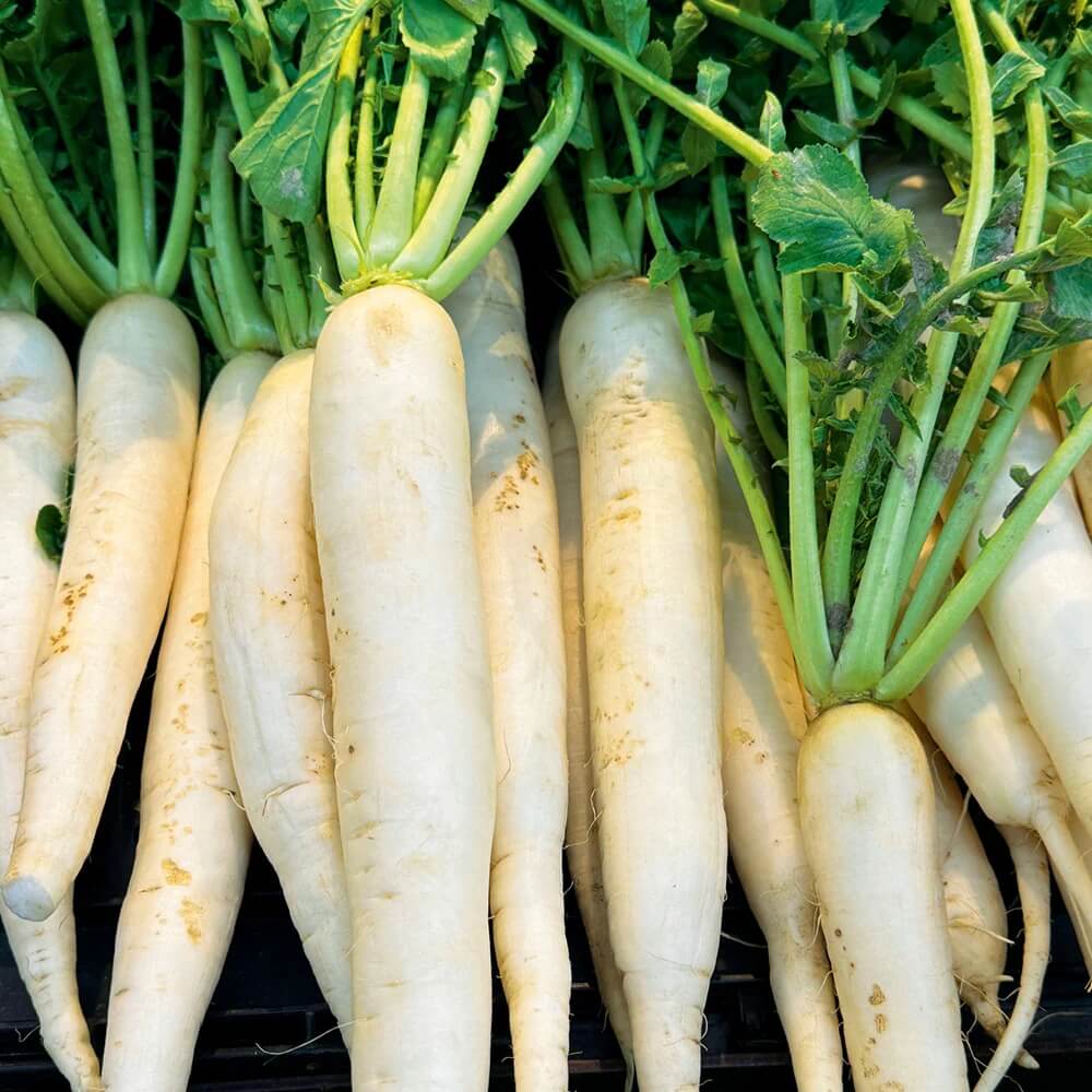 Radish Seeds - Smooth White Daikon