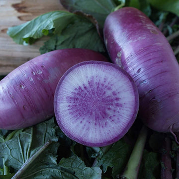 Radish Seeds – Blue