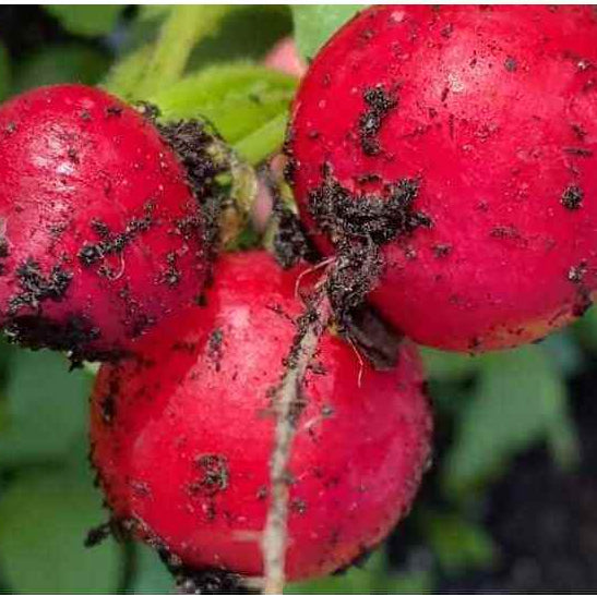 Radish Seeds – Celesta
