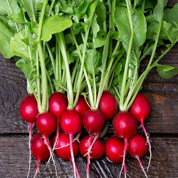 Radish Seeds – Cherry Belle