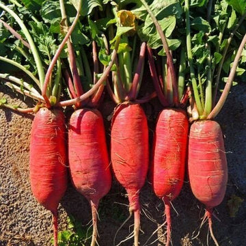 Radish Seeds – China Rose Winter