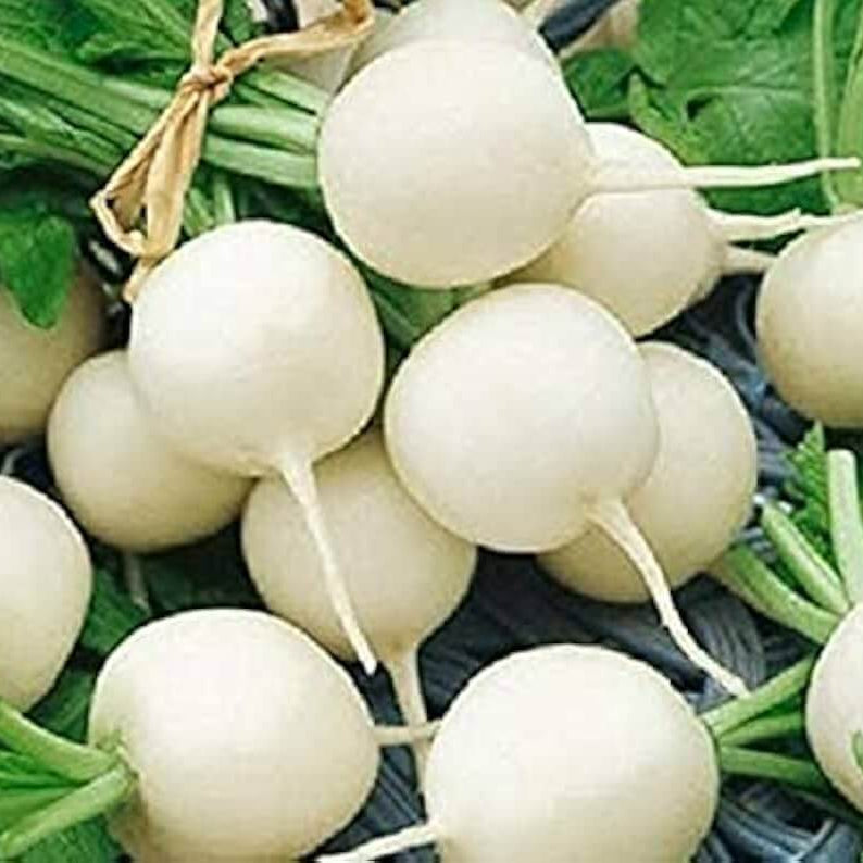 Radish Seeds – Hailstone
