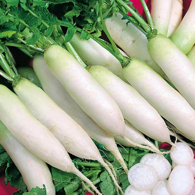 Radish Seeds – Japanese Minowase