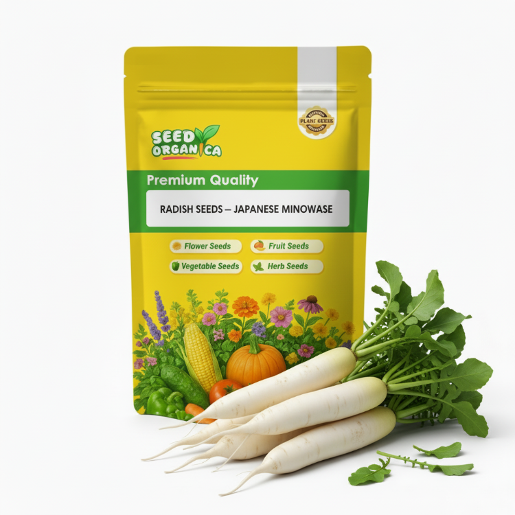 Radish Seeds – Japanese Minowase