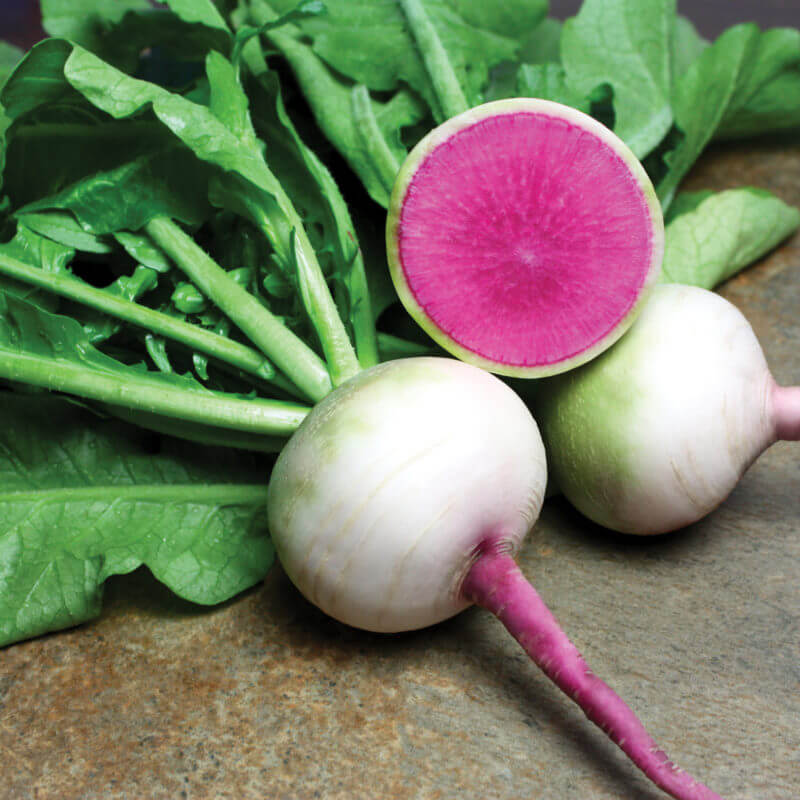 Radish Seeds – Starburst Mix