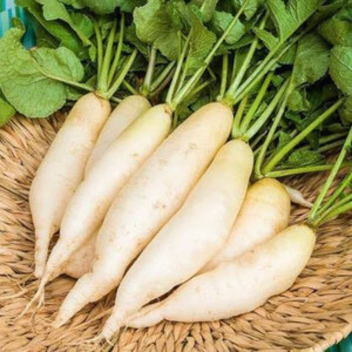 Radish Seeds – Waterline